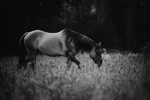 Marlene Brandt – Fotografie | Pferde | Tierfotograf auf alleFotografen