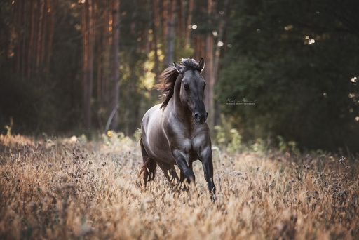 Marlene Brandt – Fotografie | Pferde | Pferdefotograf auf alleFotografen