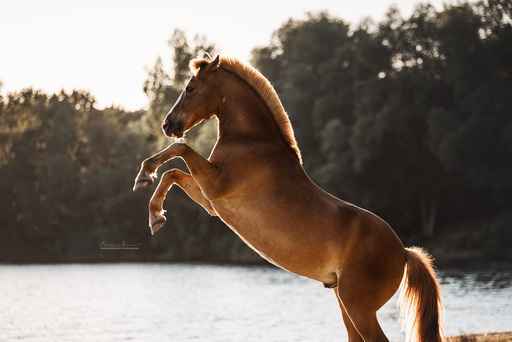 Marlene Brandt – Fotografie | Pferde | Landschaftsfotograf auf alleFotografen