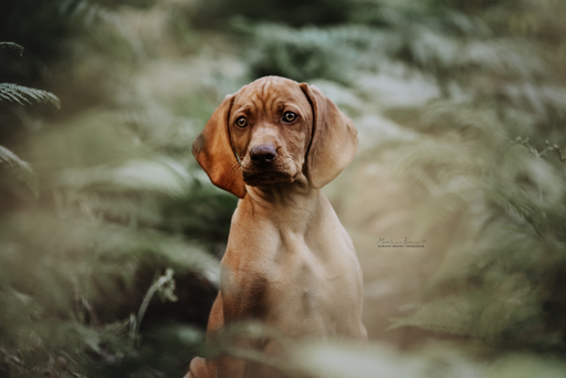 Marlene Brandt – Fotografie | Hunde | Landschaftsfotograf auf alleFotografen