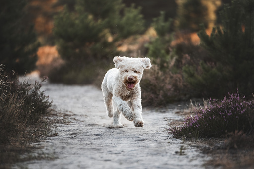 Marlene Brandt – Fotografie | Hunde | Hundefotograf auf alleFotografen