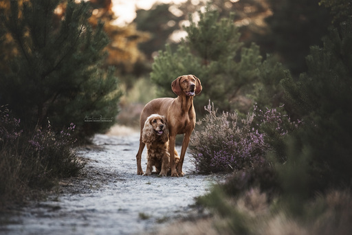 Marlene Brandt – Fotografie | Hunde | Landschaftsfotograf auf alleFotografen