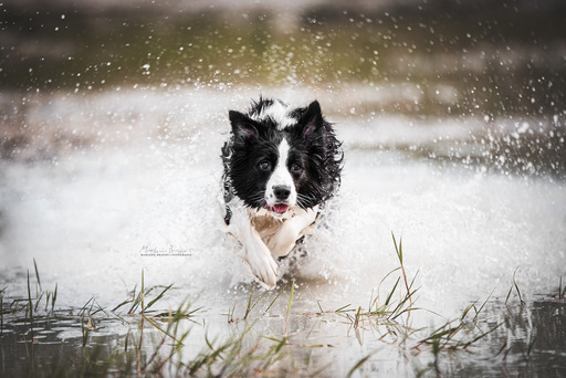Marlene Brandt – Fotografie | Hunde | Tierfotograf auf alleFotografen
