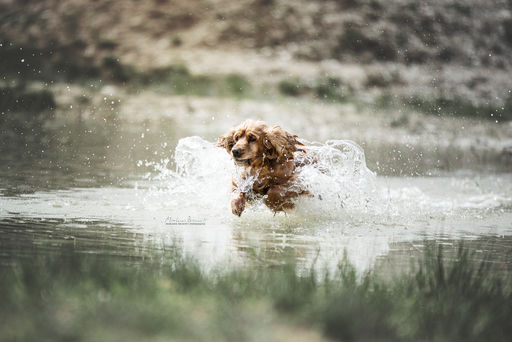 Marlene Brandt – Fotografie | Hunde | Tierfotograf auf alleFotografen