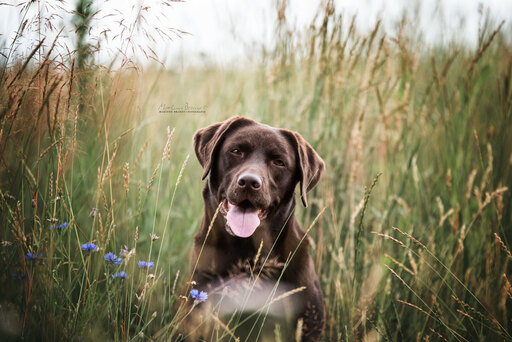 Marlene Brandt – Fotografie | Hunde | Hundefotograf auf alleFotografen