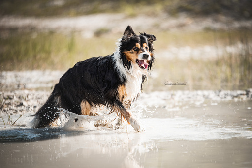 Marlene Brandt – Fotografie | Hunde | Hundefotograf auf alleFotografen
