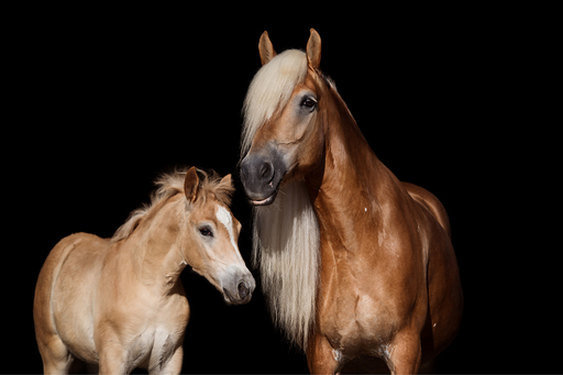 Susanne Brunnmeier Fotografie | PFERDE | Tierfotograf auf alleFotografen