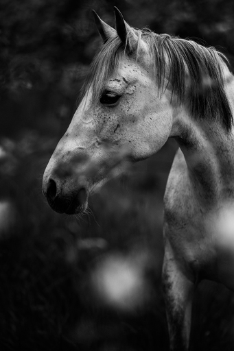Susanne Brunnmeier Fotografie | PFERDE | Tierfotograf auf alleFotografen
