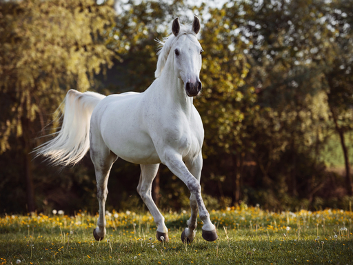 Susanne Brunnmeier Fotografie | PFERDE | Pferdefotograf auf alleFotografen