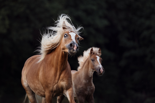 Susanne Brunnmeier Fotografie | PFERDE | Pferdefotograf auf alleFotografen