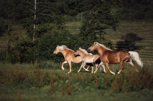 Susanne Brunnmeier Fotografie | PFERDE | Tierfotograf auf alleFotografen