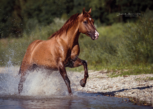 Susanne Brunnmeier Fotografie | PFERDE | Hundefotograf auf alleFotografen