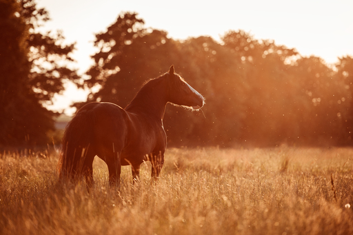 Susanne Brunnmeier Fotografie | PFERDE | Hundefotograf auf alleFotografen