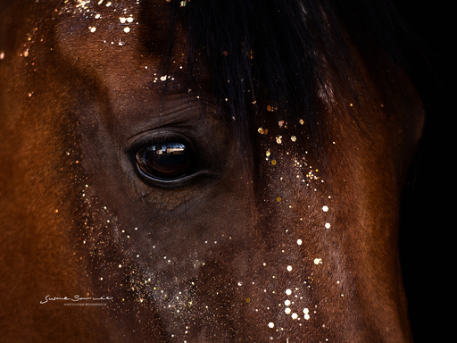 Susanne Brunnmeier Fotografie | PFERDE | Tierfotograf auf alleFotografen