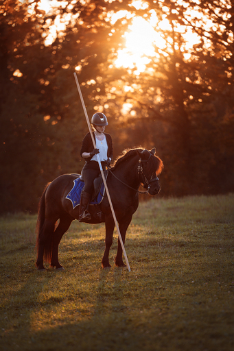 Susanne Brunnmeier Fotografie | PFERDE | Tierfotograf auf alleFotografen