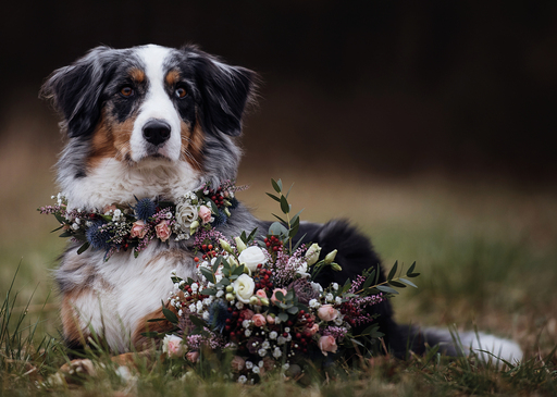 Susanne Brunnmeier Fotografie | HUNDE | Hundefotograf auf alleFotografen