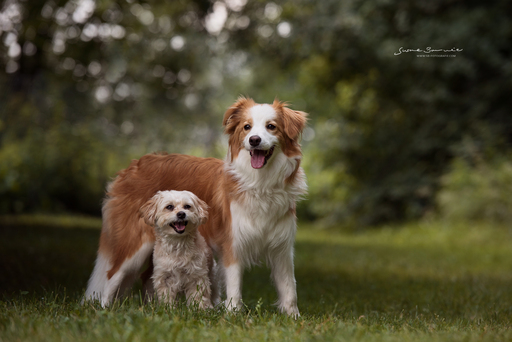 Susanne Brunnmeier Fotografie | HUNDE | Pferdefotograf auf alleFotografen