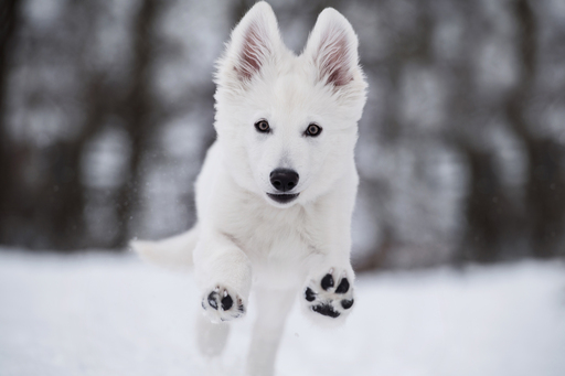 Susanne Brunnmeier Fotografie | HUNDE | Hundefotograf auf alleFotografen