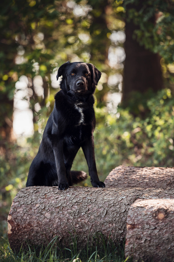 Susanne Brunnmeier Fotografie | HUNDE | Pferdefotograf auf alleFotografen