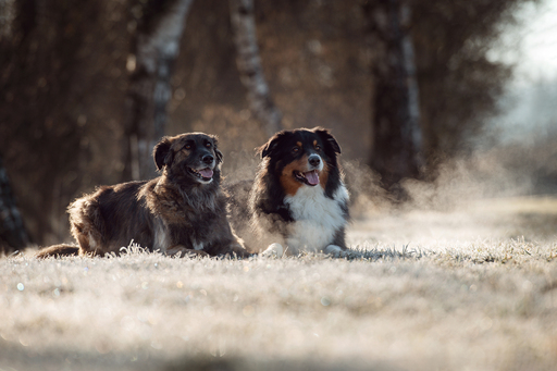 Susanne Brunnmeier Fotografie | HUNDE | Hundefotograf auf alleFotografen