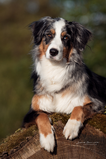 Susanne Brunnmeier Fotografie | HUNDE | Pferdefotograf auf alleFotografen