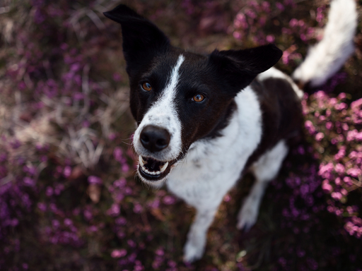 Susanne Brunnmeier Fotografie | HUNDE | Hundefotograf auf alleFotografen