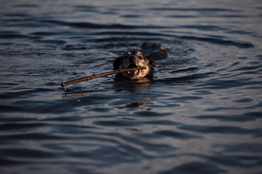 Susanne Brunnmeier Fotografie | HUNDE | Hundefotograf auf alleFotografen