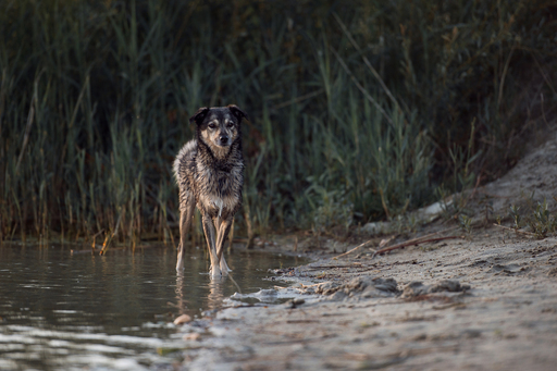 Susanne Brunnmeier Fotografie | HUNDE | Pferdefotograf auf alleFotografen