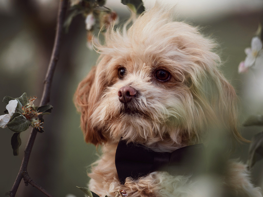 Susanne Brunnmeier Fotografie | HUNDE | Pferdefotograf auf alleFotografen