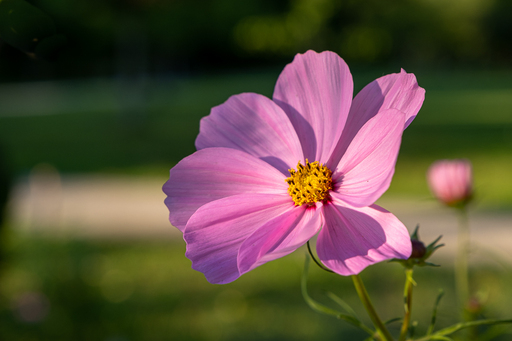 Birgit Matejka | Blumen und Tiere | Landschaftsfotograf auf alleFotografen