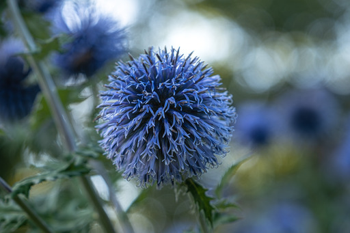Birgit Matejka | Blumen und Tiere | Landschaftsfotograf auf alleFotografen