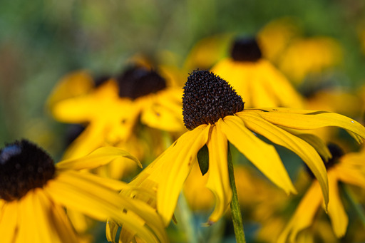 Birgit Matejka | Blumen und Tiere | Landschaftsfotograf auf alleFotografen