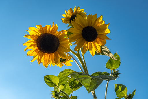 Birgit Matejka | Blumen und Tiere | Landschaftsfotograf auf alleFotografen