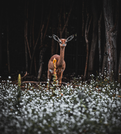 speedsupreem | X | Paarfotograf auf alleFotografen