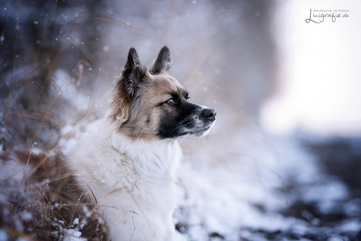 Luigrafie - Luisa Mocker | Hunde | Hochzeitsfotograf auf alleFotografen