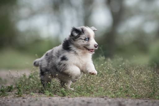 Luigrafie - Luisa Mocker | Hunde | Hochzeitsfotograf auf alleFotografen