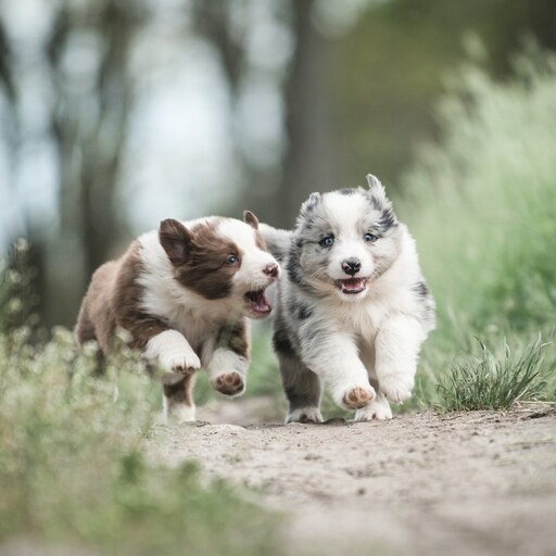 Luigrafie - Luisa Mocker | Hunde | Pferdefotograf auf alleFotografen
