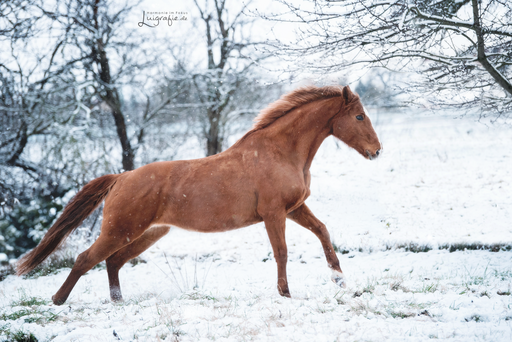 Luigrafie - Luisa Mocker | Pferde | Tierfotograf auf alleFotografen
