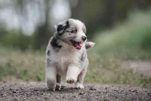 Luigrafie - Luisa Mocker | Hunde | Hochzeitsfotograf auf alleFotografen