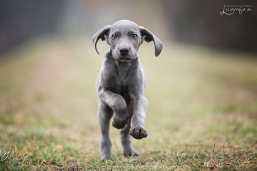 Luigrafie - Luisa Mocker | Hunde | Landschaftsfotograf auf alleFotografen