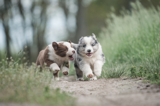 Luigrafie - Luisa Mocker | Hunde | Hochzeitsfotograf auf alleFotografen