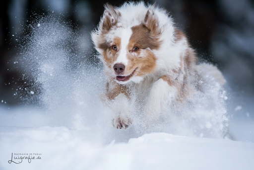Luigrafie - Luisa Mocker | Hunde | Hundefotograf auf alleFotografen