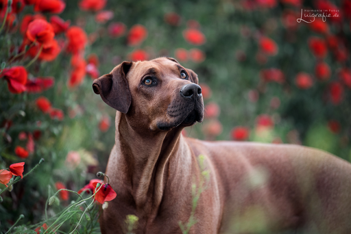 Luigrafie - Luisa Mocker | Hunde | Pferdefotograf auf alleFotografen