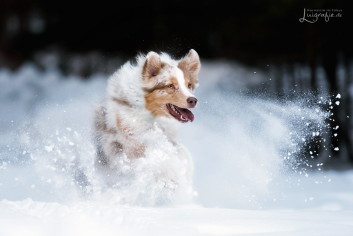 Luigrafie - Luisa Mocker | Hunde | Landschaftsfotograf auf alleFotografen