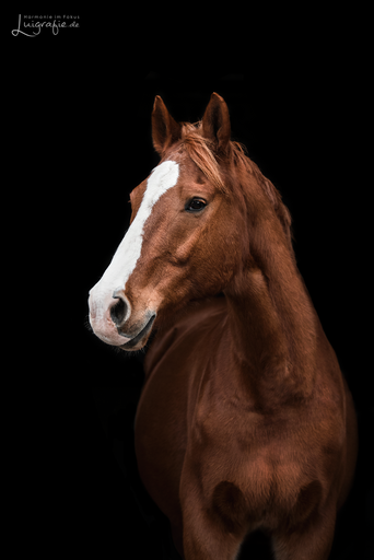 Luigrafie - Luisa Mocker | Pferde | Tierfotograf auf alleFotografen