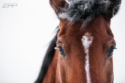 Luigrafie - Luisa Mocker | Pferde | Hundefotograf auf alleFotografen