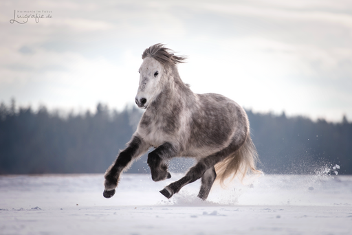 Luigrafie - Luisa Mocker | Pferde | Hundefotograf auf alleFotografen