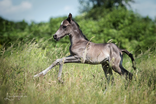 Luigrafie - Luisa Mocker | Pferde | Hundefotograf auf alleFotografen