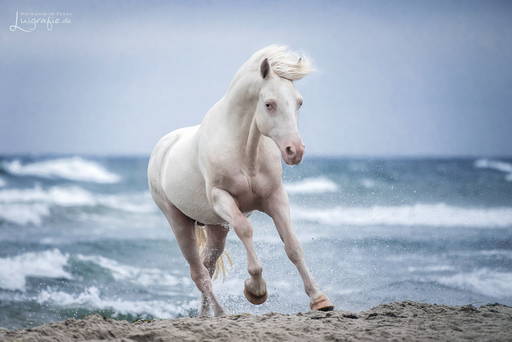 Luigrafie - Luisa Mocker | Pferde | Tierfotograf auf alleFotografen