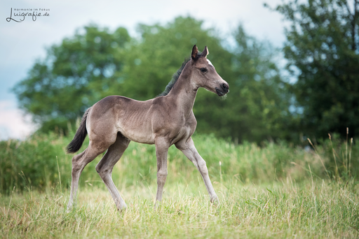 Luigrafie - Luisa Mocker | Pferde | Hundefotograf auf alleFotografen